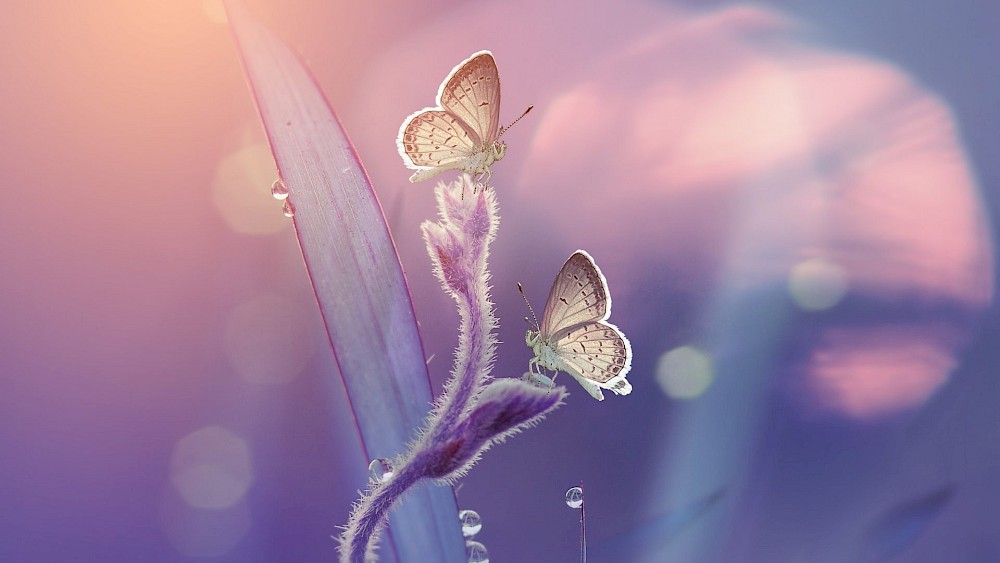 Portaltage im Juli 2022